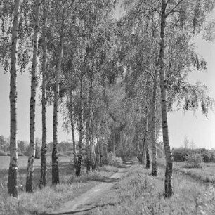 Landweg von Lübbenau nach Leipe. : Wjesny puć z Lubnjowa do Lipjego.