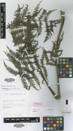 Cyathea arnecornelii Lehnert [paratype]