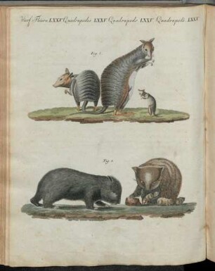 No. 31. Vierfüssige Thiere. LXXV. Seltene Thiere Aus Neuholland.