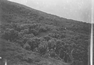 Vegetation der Virunga-Vulkane (Sammlung Hans Meyer - Herzog-Adolf-Friedrich-Expedition 1907–1908)