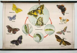 Lebenslauf eines Schmetterlings