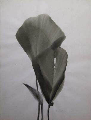 unbenannt [Blatt/Blüte]