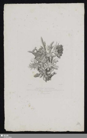 Cactus Blüthen