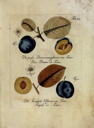 Tab. 184. Fig. 1. Die grosse Damascenerpflaume von Tours [...] Fig. 2. Die königliche Pflaume von Tours [...]