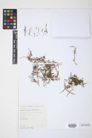 Selaginella microphylla (Kunth) Spring