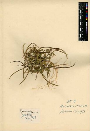 Cruciferae Malcolmia crenulata Candolle, Augustin Pyramus de (1778 - 1841) [Jerusalem, Yerushalayim, El Quds, Al-Quds, Al Quds, El Quds Esh Sherif, Al-Muqaddas, Jérusalem, Gerusalemme, Jerusalén, Aelia Capitolina, Colonia Aelia Capitolina, Hierosolyma, Urusalim, Jerusalem]