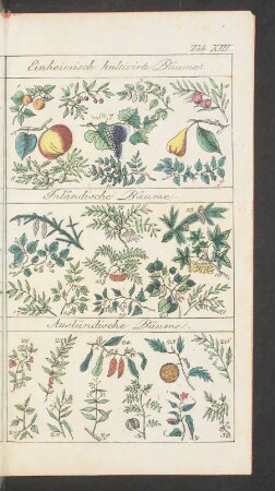 Tafel XVIII. Einheimisch kultivirte Bäume. Inländische Bäume. [...]
