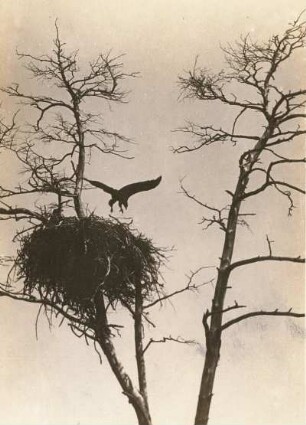 Seeadler (Haliaeetus albicilla L.), Flugübungen der Jungen am Horst