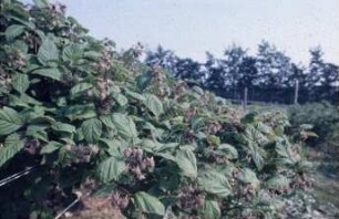 Fotografie: Obstbau, Erntetechnik, Beerenobst