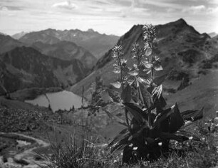 Allgäuer Alpen, Seealpen