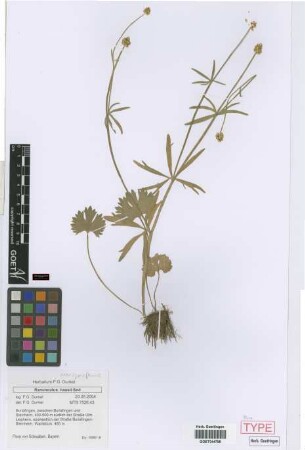 Ranunculus inexspectans Dunkel[paratype]