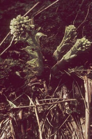 Weiße Pestwurz, Blüte
