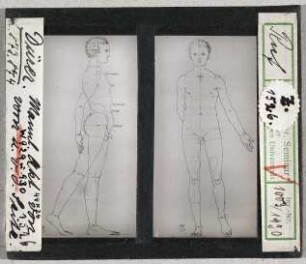 Albrecht Dürer: Proportionsstudie