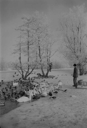 Stralsund. Spaziergänger am zugefrorenen Knieperteich, Schwäne und Enten im fast zugefrorenen Wasser