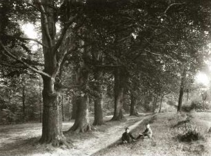 Rotbuchen-Allee (Fagus sylvatica) bei Colditz