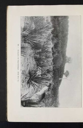 Abb. 3. Sisalagaven mit Wurzelschößlingen. (Siehe Seite 41.)