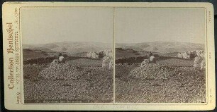 Ackerland bei Jerusalem. (Palästina.) [Ackerland bei Jerusalem, Nebi samwil]