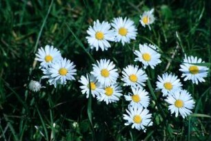 Gänseblümchen
