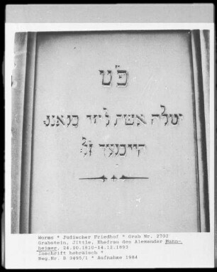 Grabstein von Jittle, Ehefrau des Alexander Mannheimer (gestorben 1893.12.14)