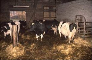 Fotografie: Stallsystem, Milchviehhaltung, Tieflaufstall