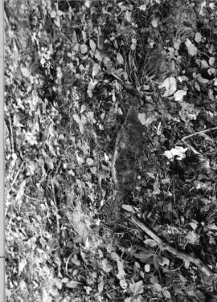 Grabstein 1144