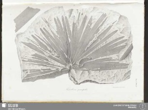 Fasc. V. Tab: 23. Flabellaria principalis