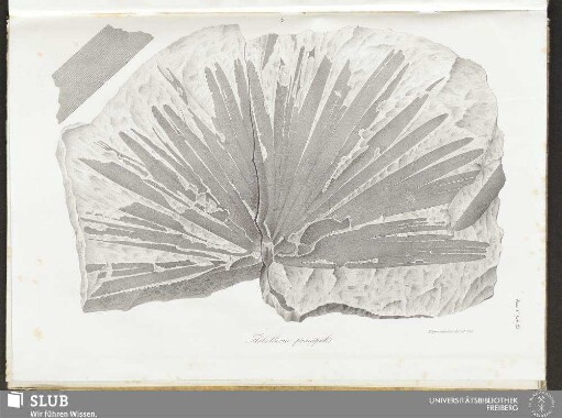Fasc. V. Tab: 23. Flabellaria principalis