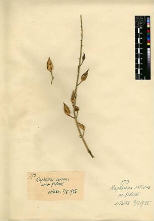 Cruciferae Raphanus sativus Linné, Carl von (1707 - 1778) [Jerusalem, Yerushalayim, El Quds, Al-Quds, Al Quds, El Quds Esh Sherif, Al-Muqaddas, Jérusalem, Gerusalemme, Jerusalén, Aelia Capitolina, Colonia Aelia Capitolina, Hierosolyma, Urusalim, Jerusalem]