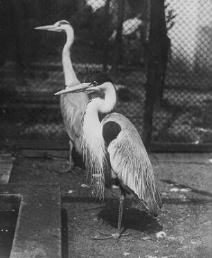 Reiher (Ardea cocoi L.) : Breslau (Wroclaw/Polen). Zoologischer Garten. Reiher (Ardea cocoi L.)
