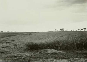 Großenhainer Land, Roggenfelder