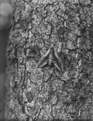 Ligusterschwärmer : Rochlitz, Ligusterschwärmer (Sphinx ligustri Linnaeus).