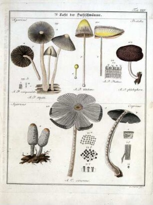 7e Tafel der Huthschwämme