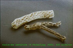 Kakteenskelette des Instituts für Materialforschung II (IMF II)