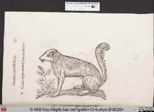 Canis tripes cum Cynocardamo.