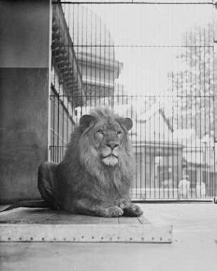 Ruhender männlicher Löwe (Felis leo L.) : Breslau (Wroclaw/Polen). Zoologischer Garten. Ruhender männlicher Löwe (Felis leo L.)