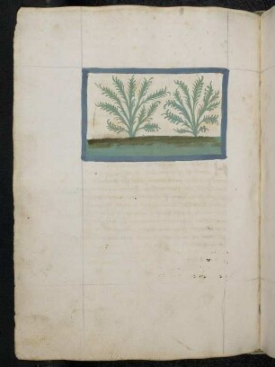 Kräuterpflanze: Absinth / Wermut (Artemisia absinthium / Asteraceae); (aus Konrads von Megenberg "Buch der Natur")
