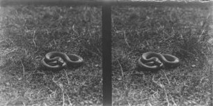 Ringelnatter : Ringelnatter (Natrix natrix).