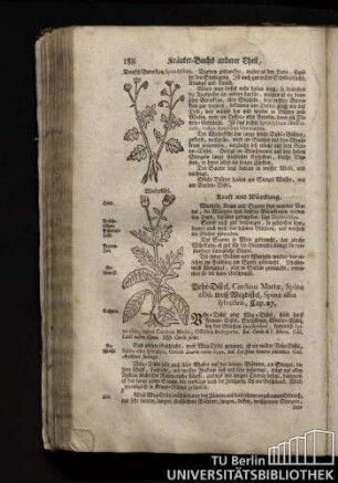 Cap. 27. Vehe-Distel, Cardus Mariae, Spina alba, weiß Wegdistel, Spina alba sylvestris.