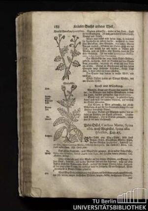 Cap. 27. Vehe-Distel, Cardus Mariae, Spina alba, weiß Wegdistel, Spina alba sylvestris.