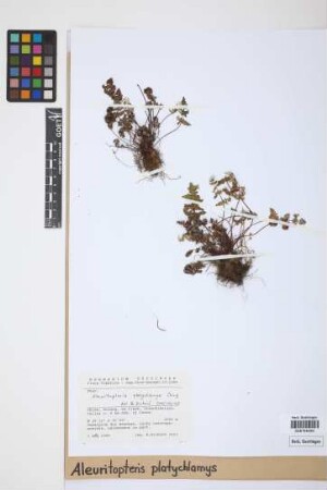 Aleuritopteris platychlamys Ching