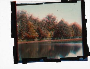 Fotografie: Waldlandschaft