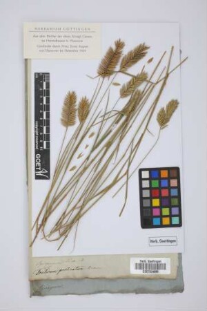 Triticum pectinatum