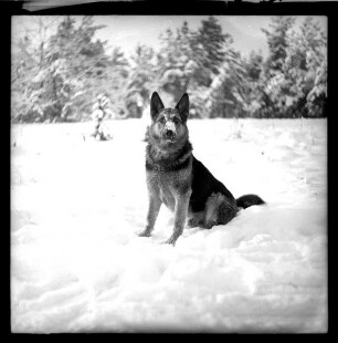 Schäferhund