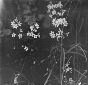 Europäische Wasserfeder : Europäische Wasserfeder (Hottonia palustris Linnaeus).