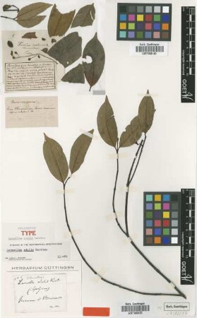 Lacmellea edulis H.Karst. [isolectotype]