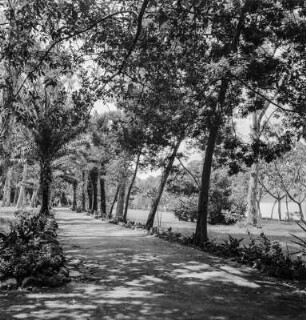Allee : Blick entlang einer Allee am Rande eines Gewässers