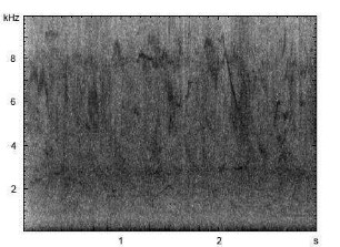 Star | Sturnus vulgaris - Ruf