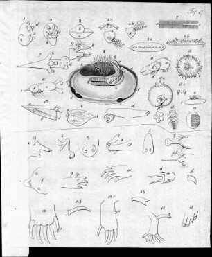 Tafel 17 zu Isis Heft XI. 1823