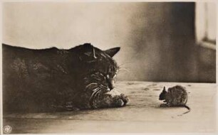 Katz und Maus : Katze und Maus auf einem Tisch. Bromsilberpapier, braun getont