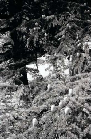 Meran: Zederäpfel [Zapfen] auf dem Baum oben